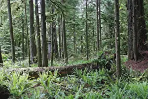 Princess: Cathedral Grove - Temperate rainforest on Princess