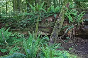 Princess: Cathedral Grove - Temperate rainforest on Princess