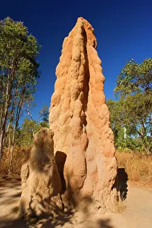 Nasutitermes: Cathedral Termite mound - hugh termite mounds in