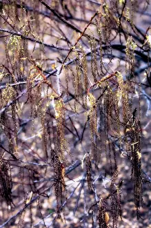Catkin: Catkin