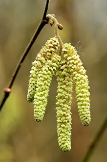 Hazels: Catkins from Common Hazel