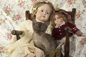 Chairs: CAT.kitten (7 wks old ) Asian smoke Burmilla with dolls