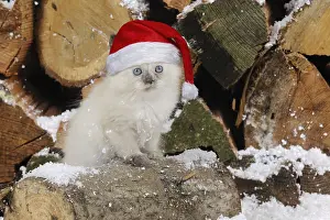 Woodpile: CAT.Kitten sitting on log in snow
