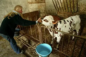 Stables: Catle - Calf, with girl in farm stable