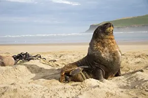 Beached: Catlins, New Zealand. Sea lions are a common