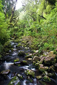 Catlins: Catlins, Otago, New Zealand. Along the Catlins