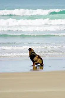 Flipper: Catlins, Otago, New Zealand. There is plenty