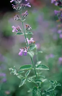 Nepeta: Catmint