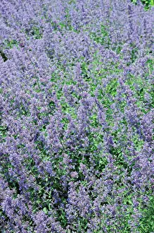 Nepeta: Catmint
