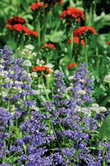 Nepeta: Catmint