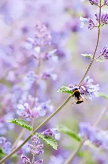 Racemosa: Catmint, Dwarf catmint, Nepeta racemosa Walker's