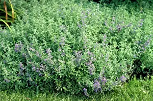 Nepeta: CATMINT - IN FLOWER