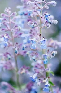 Stems: Catmint, Nepeta Six Hills Giant, flowering stems, shallow