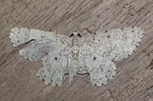 Geometridae: Catoria Moth - with unusual white wing pattern -