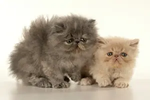 Persians: Cats