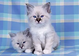 Check: CATS - Blue Tabby and Seal Tabby Birman kittens