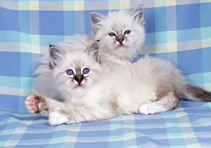 Check: CATS - Blue Tabby and Seal Tabby Birman kittens