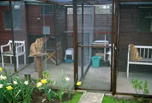 Cattery: Cats in boarding cattery