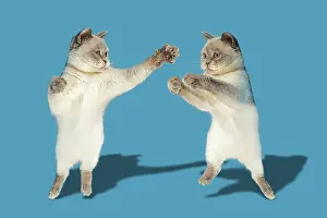 Boxing: Two cats boxing, British Shorthair cats Britisch