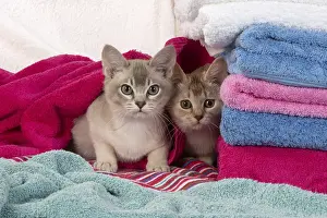 Burmilla: CATs. Burmilla, caramel silver and cinnamon silver