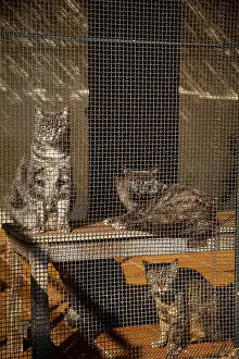 Bored: Cats in a cage in a shelter SPA France