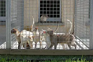 Pens: Cats - in cat breeding centre