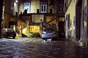 Naples: Cats colony in a court of palace Naples Italy