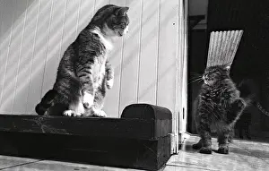 Kennel: Cats competing Refuge of Beauregard France