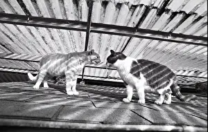 Lost: Cats competing Refuge of Beauregard France
