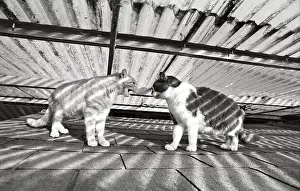 Lost: Cats competing Refuge of Beauregard France