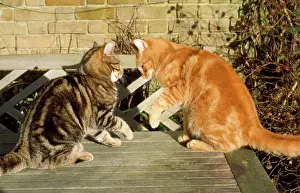Marmalade: Cats - confrontation, Marmalade male & younger tabby male