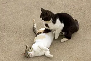 Stray: Cats - courtship - Stray