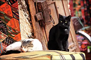 Materials: Cats on a cushion - Marrakech Morocco