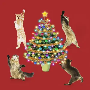 161018: Cats dancing / rocking around a Cristmas Tree