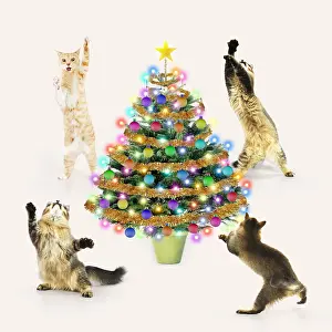161018: Cats dancing / rocking around a Cristmas Tree