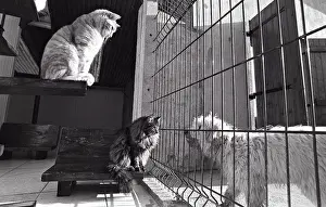 Kennel: Cats and dogs separated by a grid Refuge of Beauregard
