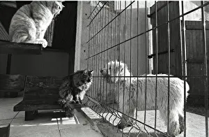 Kennel: Cats and dogs separated by a grid Refuge of Beauregard