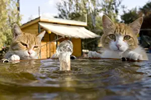Licked: Cats drinking in a fountain in a sanctuary for cats Cyprus