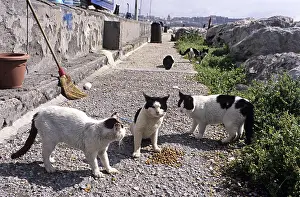 Naples: Cats eating food lodged Naples Italy