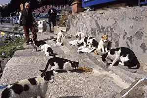 Naples: Cats eating food lodged by volunteers Naples Italy