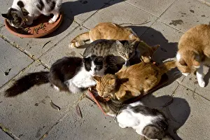 Cyprus: Cats eating in a sanctuary for cats Cyprus