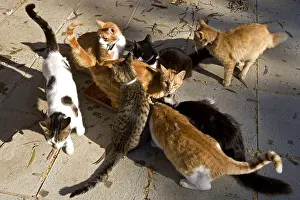 Cyprus: Cats eating in a sanctuary for cats Cyprus
