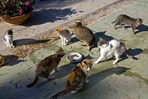 Cans: Cats eating in a sanctuary for cats Cyprus