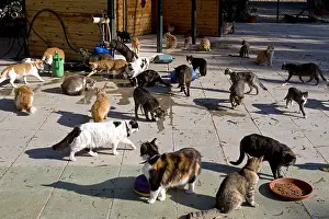 Cans: Cats eating in a sanctuary for cats Cyprus