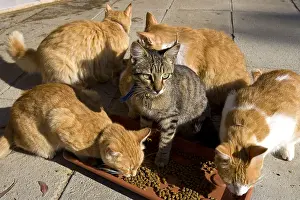 Cans: Cats eating in a sanctuary for cats Cyprus