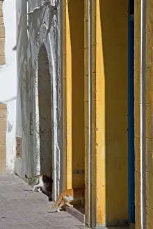 Entering: Cats - entering doorways in alley