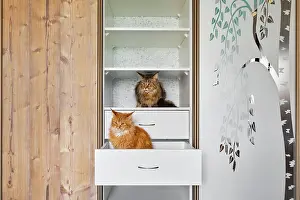 Shelf: Two cats exploring shelves in a wardrobe