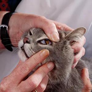 Eyelid: CAT's third eyelid / inner eyelid