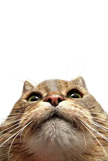 Fisheye: Cat's face in close-up, fisheye shot