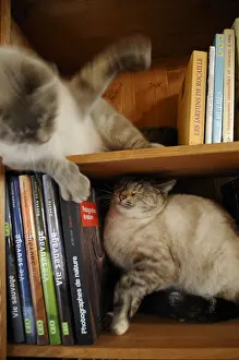 Shelf: Two cats fighting in the bookcase France
